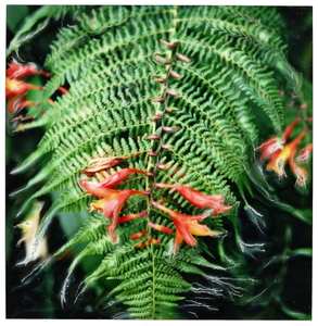Fern, Furnas