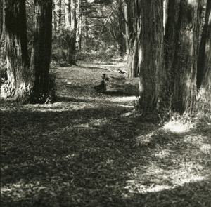 Miles to Go Before I Sleep © Erin Malone