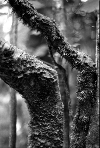 Untitled II