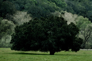 Vert California, Portraits of Trees