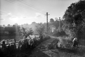 Cows. Etéd, Romania, 2009