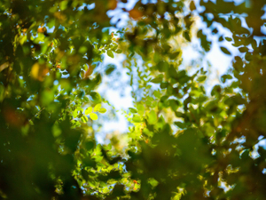 Trees | This project was borne, not from an artist's statement but from the inspiration of the passage entitled 'Trees' from "Wandering" by Herman Hesse. © Matthew Arnold