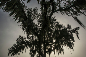 Sunrise Fog at the Chalmette Battlefield, January 21, 2016