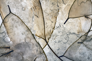 Lunaria Rediviva 4