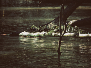 Into the marsh - 02