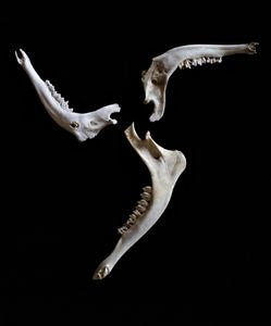 Nature Morte # 27 (Triskeles)