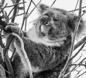 KOALA