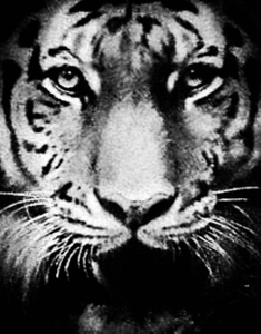 I am the tiger