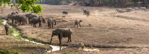 big group of animals drinking, fighting, having fun... Seen in the Southern Luangwa NP, Zambia