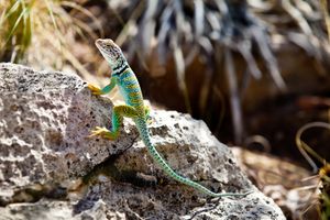 Grand Canyon resident