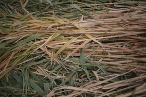 Straw