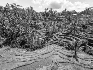 Rice field terraces.