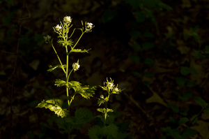 Pair of Plants