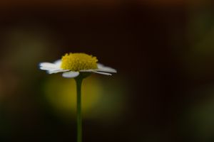 Yellow glow