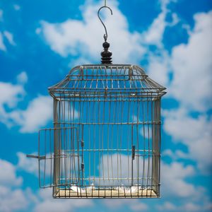 the birds have flown