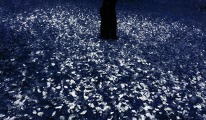 Twilight