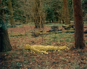 Senseless Smell (Landscape)