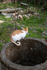 LULU ON THE WELL
