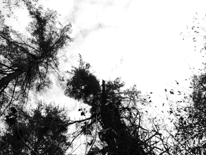 Tree Branches #1