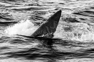 Whale BYN