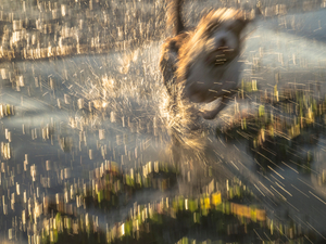 Untitled from the series DOG PARK