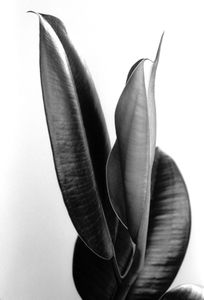 The remarkable resilience of a rubber plant - Born to Dance