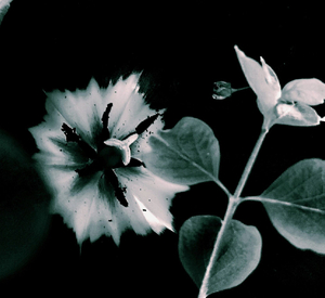 Tulip 22