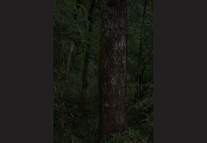 Determining True North in the Rain