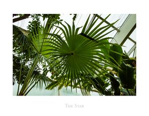 The Star