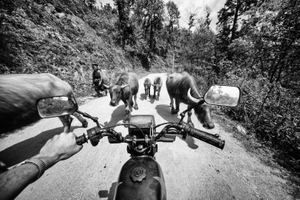 On the Road with some Buffalo