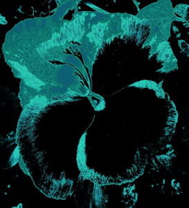 Pansy 5