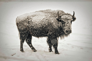 American Bison