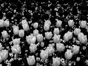 The Tulip, Composition IV