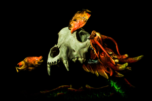 Piranha - Dissection