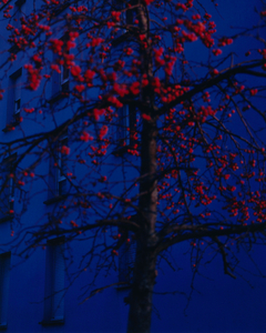 The front tree // Aubervilliers // December 2019
