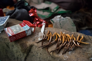 One family's yartsa gunbu yield. Upper Dolpo, Nepal, June 2017.