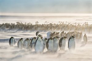 Emperor penguin colony withstands winds of 25 knots.