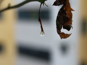 Rain drop