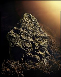 Golden Ammonites (2019)