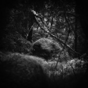 Norwegian Forest Mysteries
