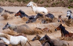 Through the watering hole