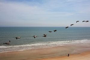 Pelican in Flight over Couple
