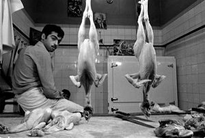 Poultry