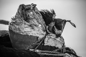 Sleeping Eagle