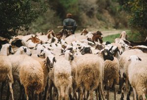 Shepherd