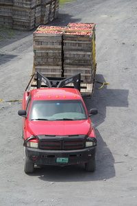 Coming in from the orchard, delivery to packing.