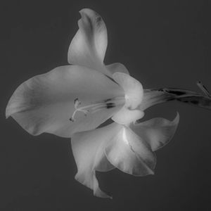 Flowers 11