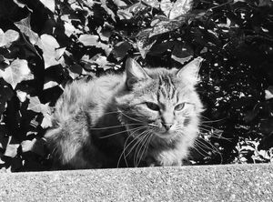 Stray Cats_21