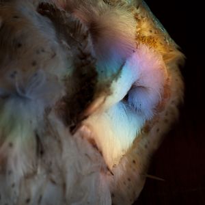Tyto Alba