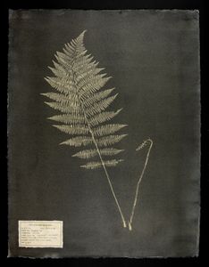 #00106-2 Dryopteris spp.